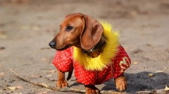 Pas odjeća: povijest psa