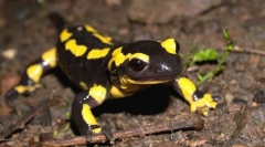 Vatrena salamander