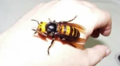 Ogroman i opasan oss za čovjeka