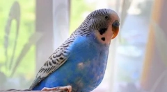 Oh, ovi pernate plesači: video, gdje parpot ples indijski ples