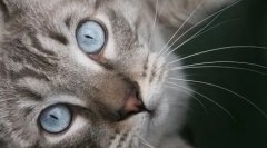 Ima azles: plavooko čudo