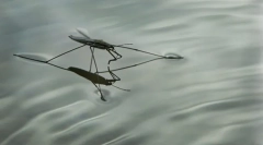 Oceanski vodeni žig