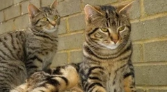 Boja tabby: otkrijte sve tajne