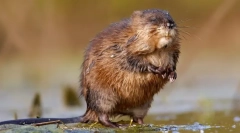 Ondatra (fotografija) - promotivni plivač glodavca
