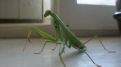 Je li mantis opasan za čovjeka?