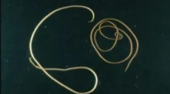 Je li to opasna parazitna konja konja