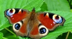 Opis i životni stil butterfly oči peacock