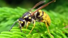 Opis, izgradnja i životni stil oss