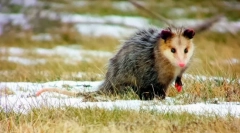 Oposatim (fotografija): smiješno dijete