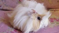 Iskustvo u održavanju zamorca jednog od naših čitatelja