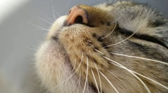 Cat ostali organi