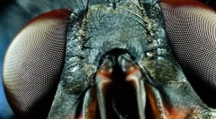 Osjećaji za insekte