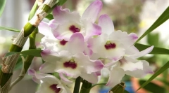 Orhideja dendrobium