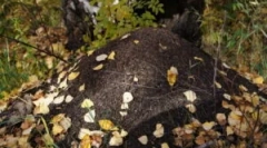 Orijentacija u šumi na mravinu