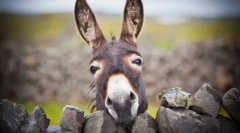 Magarac - divlji brat ishak