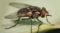 Jesensko mulovanje sela