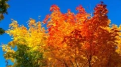 Jesen liječenje staklenika polikarbonata