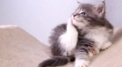 Ovratnik iz buha i krpelja za mačića