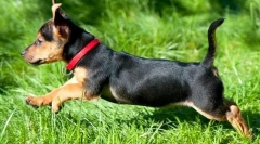 Ovratnik krpelja za pse: što bolje?