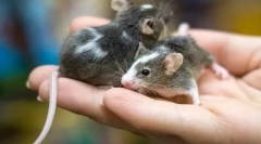 Glavne razlike miša od štakora, što je razlika i sličnost