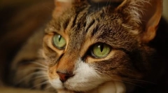 Osnovna zabluda vlasnika o mačkama