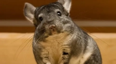 Značajke i zanimljive činjenice o chinchachu