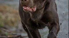 Značajke prehrane labradorova