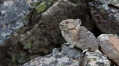 Odakle je dolazila chinchilla gdje i kako žive u prirodi