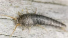 Gdje u stanu uzima mokarice