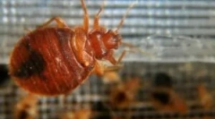 Pilula za učinkovito uništenje posteljice kod kuće