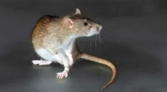 Pjevači od glodavaca s efektom mame