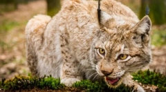 Grabežljivac nadmašivanja