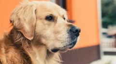 Odgovori na najčešća pitanja o psima