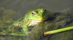 Jezero