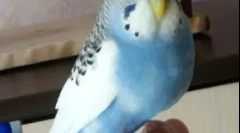 Pretilost papigom, razlozima, liječenjem