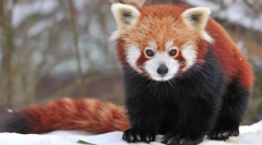 Panda mala (crvena panda)