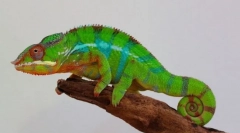 Panther kameleon