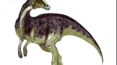Parasavolofus