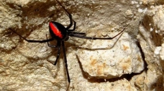 Spider black udovica: fotografija, video i detaljne karakteristike