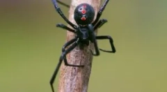 Spider black udovica: opis i način života