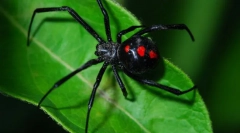 Spider black udovica