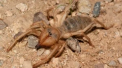 Falang spider (camel): opis i značajke