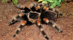 Spider-bird meksičko crveno vino