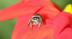 Spider jaclun: značajke i vrijednost u ekosustavu