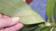 Ceutain i shell označite orhideje