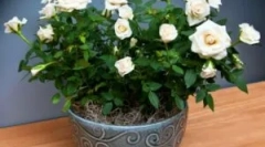 Vrijeme na vrt i soba ruža