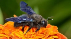 Bee-stolar