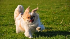 Pekinezer (fotografija): ljubazna, posvećena i ponosna psa za vlasnike ljubavi