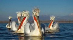 Pelican kudrya