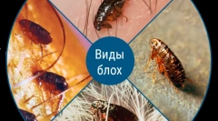 Jesu li buha prenose ljudima od životinja?